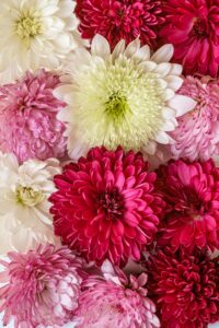 Chrysanthemums
