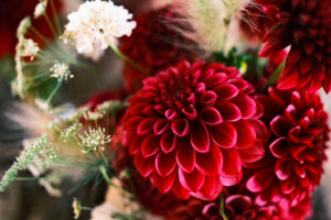 deep colored dahlias